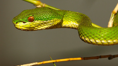 Animals snakes Reptiles