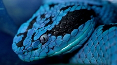 Animals snakes Reptiles