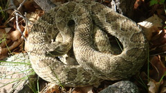 Animals snakes Reptiles