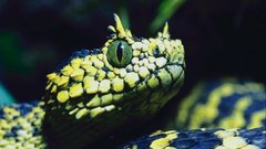 Animals snakes Reptiles