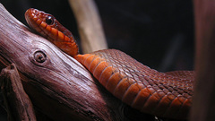 Animals snakes Reptiles