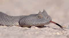 Animals snakes Reptiles