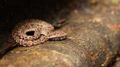 Animals snakes Reptiles