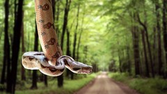 Animals snakes Reptiles