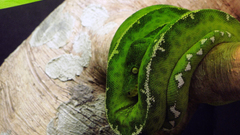 Animals snakes Reptiles