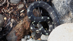 Animals snakes Reptiles