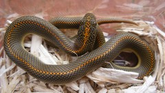 Animals snakes Reptiles