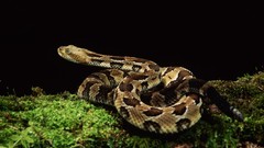 Animals snakes Reptiles