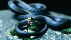 Animals snakes Reptiles