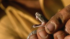 Animals snakes Reptiles