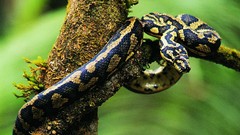 Animals snakes Reptiles