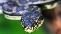 Animals snakes Reptiles