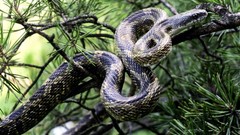 Animals snakes Reptiles