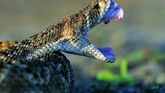 Animals snakes Reptiles