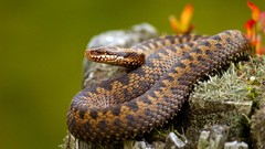 Animals snakes Reptiles