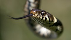 Animals snakes Reptiles