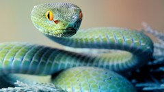 Animals snakes Reptiles