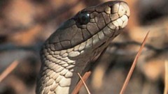 Animals snakes Reptiles aquatic