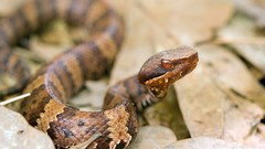 Animals snakes Reptiles Cottonmouth