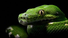 Animals snakes wildlife