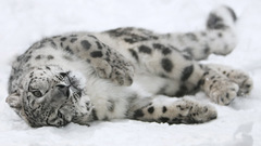 Animals snow leopards