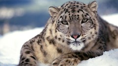 Animals snow leopards