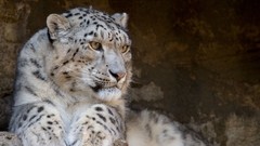 Animals snow leopards