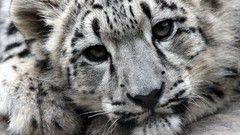 Animals snow leopards