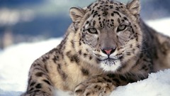 Animals snow leopards