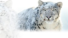Animals snow leopards