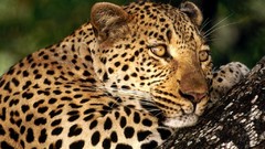 Animals snow leopards