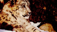 Animals snow leopards