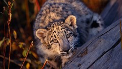 Animals snow leopards