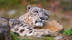Animals snow leopards