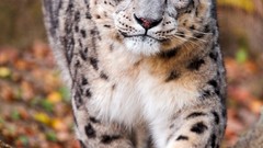 Animals snow leopards