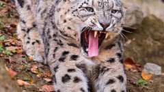 Animals snow leopards