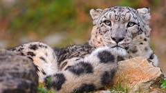Animals snow leopards