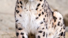 Animals snow leopards