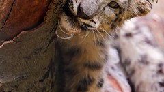 Animals snow leopards