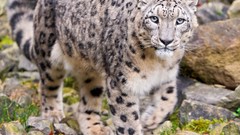 Animals snow leopards