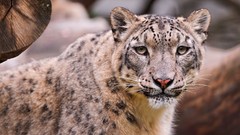 Animals snow leopards