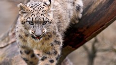 Animals snow leopards