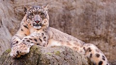 Animals snow leopards