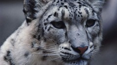 Animals snow leopards