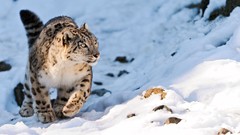 Animals snow leopards