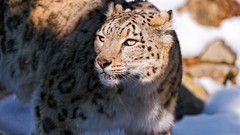 Animals snow leopards
