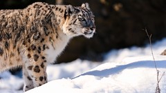 Animals snow leopards
