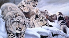 Animals snow leopards