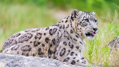Animals snow leopards