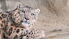 Animals snow leopards